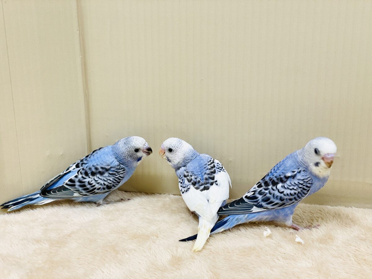 元気いっぱいやってきたよ〜❣️セキセイインコ(ヒナ) セキセイインコ