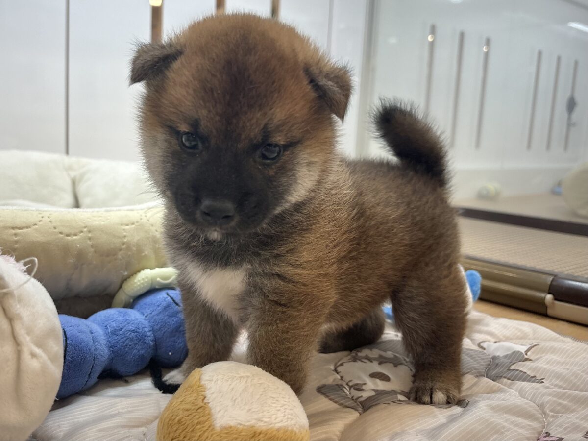 もちもちまんじゅう?柴犬くん! 柴犬