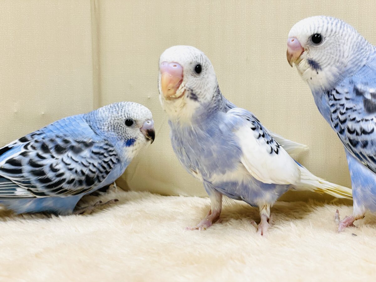 元気いっぱいやってきたよ〜❣️セキセイインコ(ヒナ) セキセイインコ
