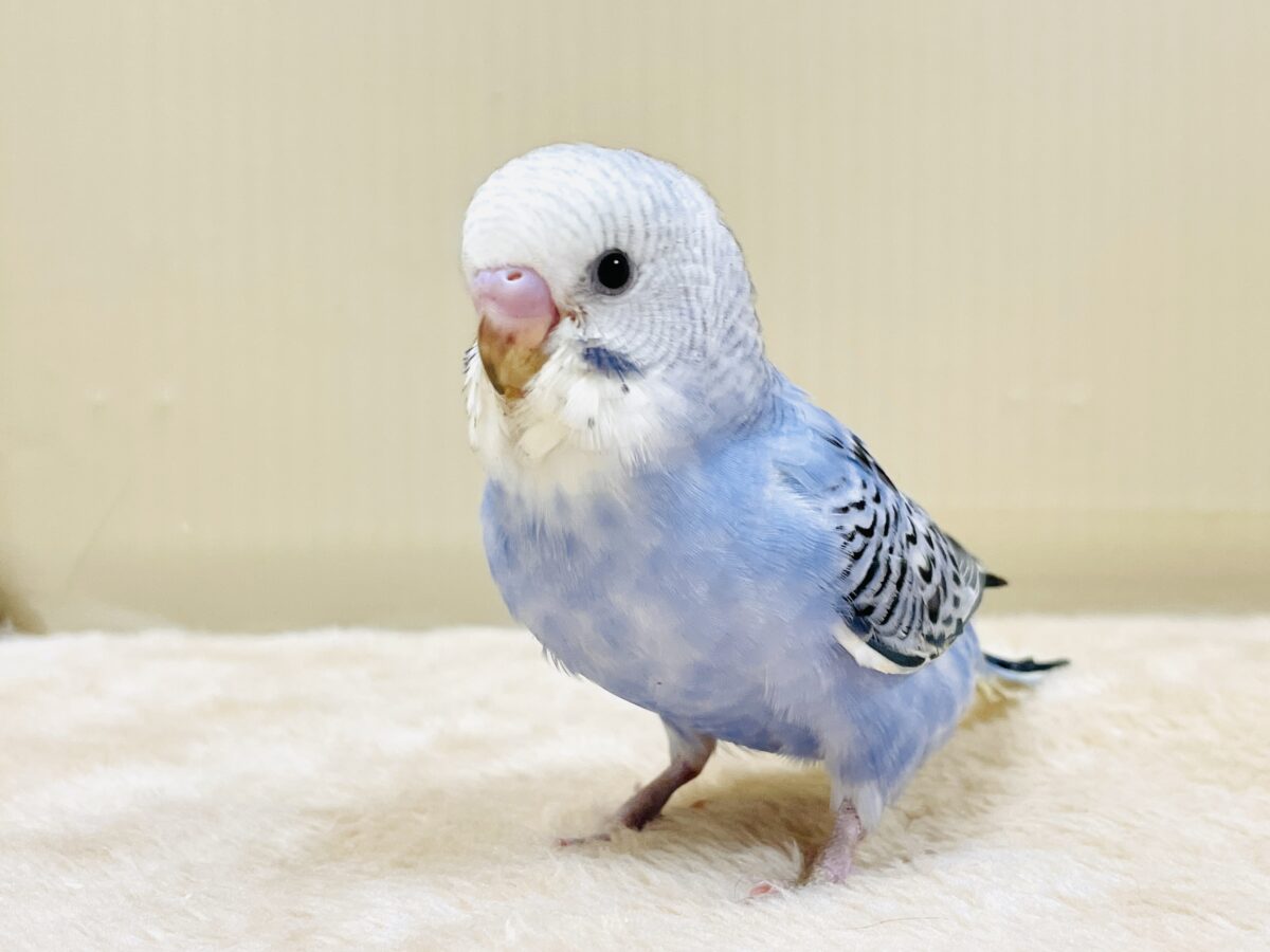 元気いっぱいやってきたよ〜❣️セキセイインコ(ヒナ) セキセイインコ