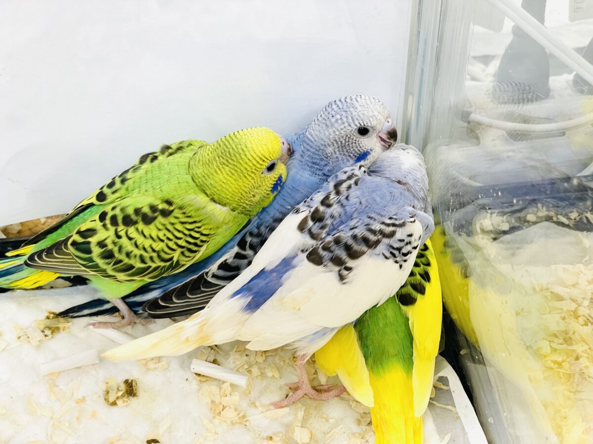 元気いっぱいやってきたよ〜❣️セキセイインコ(ヒナ) セキセイインコ