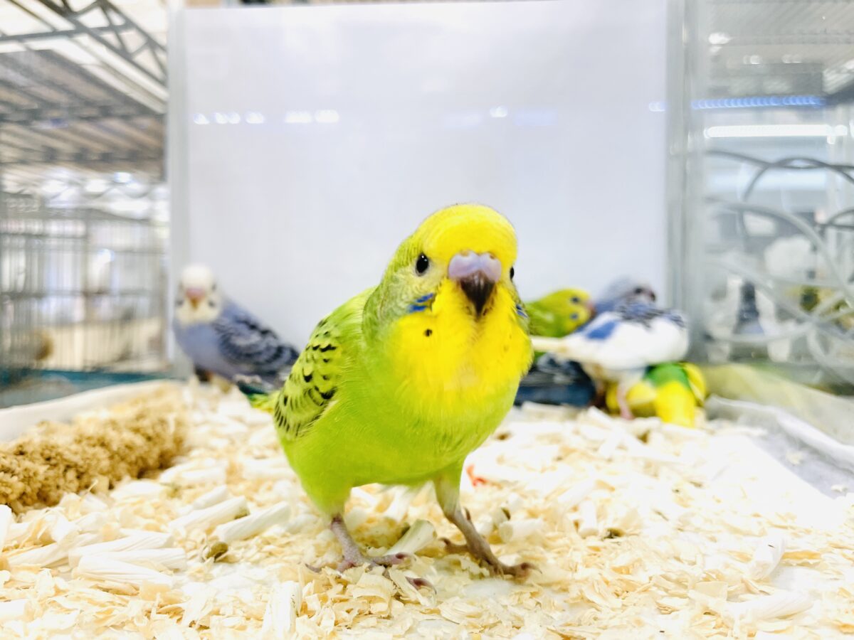 元気いっぱいやってきたよ〜❣️セキセイインコ(ヒナ) セキセイインコ