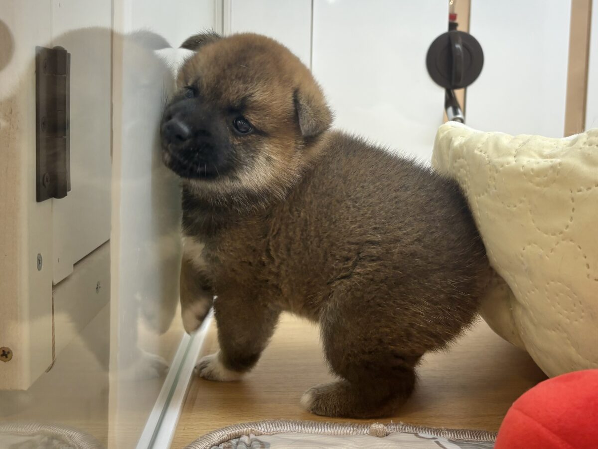 もちもちまんじゅう?柴犬くん! 柴犬
