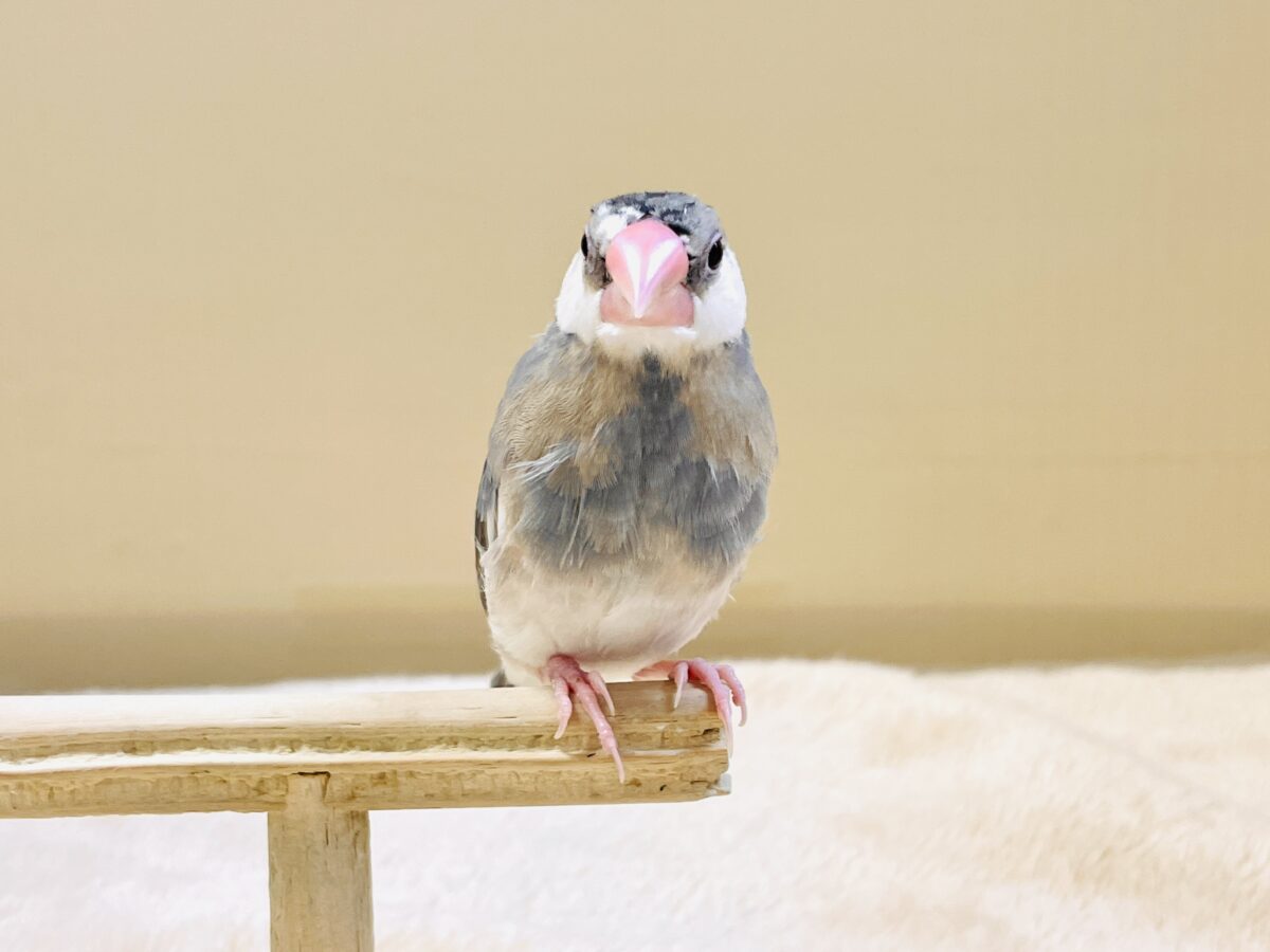 【最新画像更新🪄︎︎✨】すくすく成長中✨桜文鳥ちゃん 桜文鳥