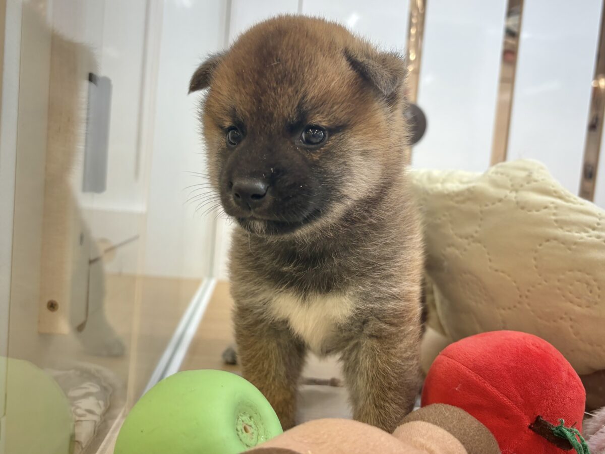 もちもちまんじゅう?柴犬くん! 柴犬