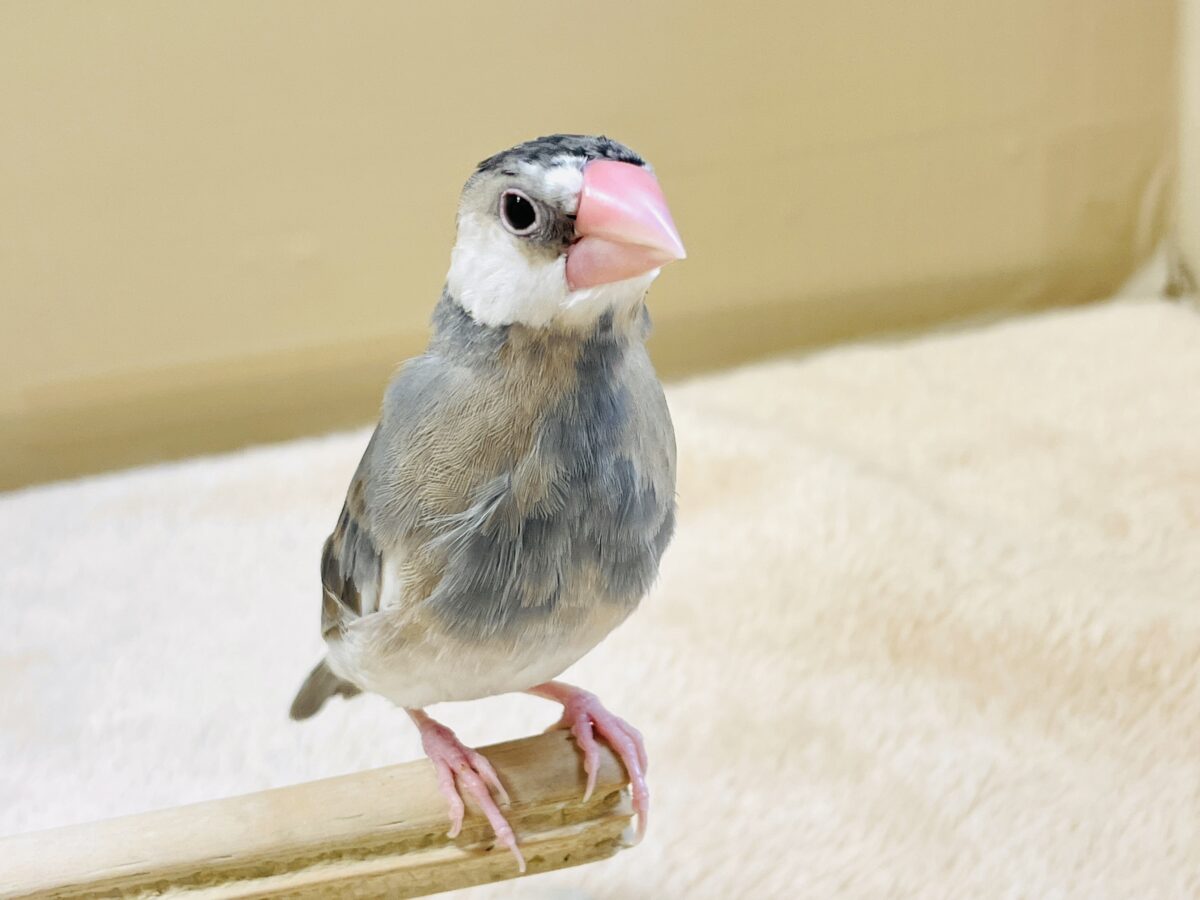 【最新画像更新🪄︎︎✨】すくすく成長中✨桜文鳥ちゃん 桜文鳥