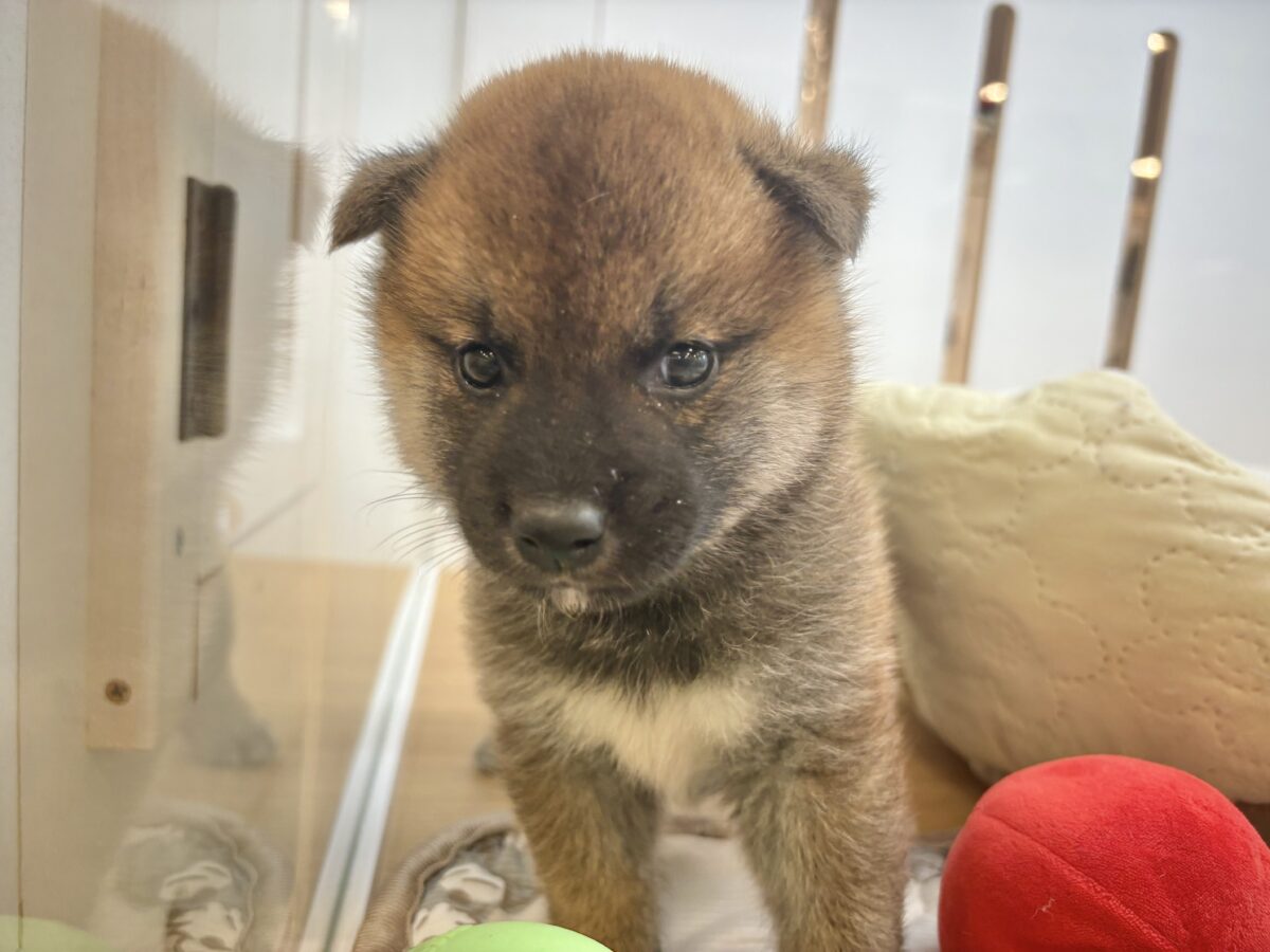 もちもちまんじゅう?柴犬くん! 柴犬