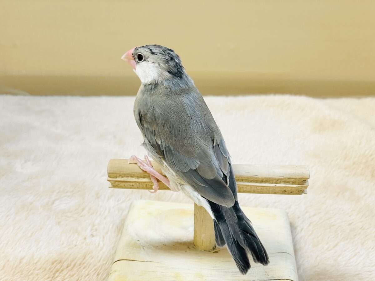 【最新画像更新🪄︎︎✨】すくすく成長中✨桜文鳥ちゃん 桜文鳥