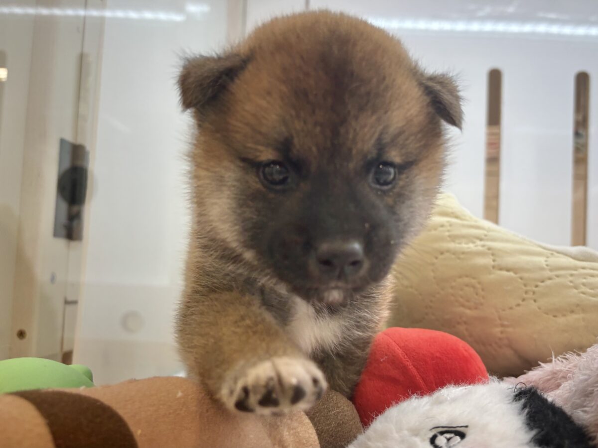もちもちまんじゅう?柴犬くん! 柴犬