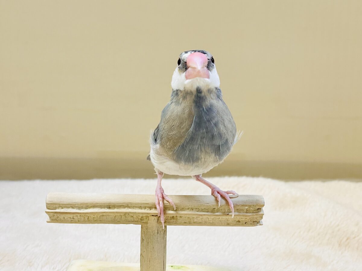 【最新画像更新🪄︎︎✨】すくすく成長中✨桜文鳥ちゃん 桜文鳥