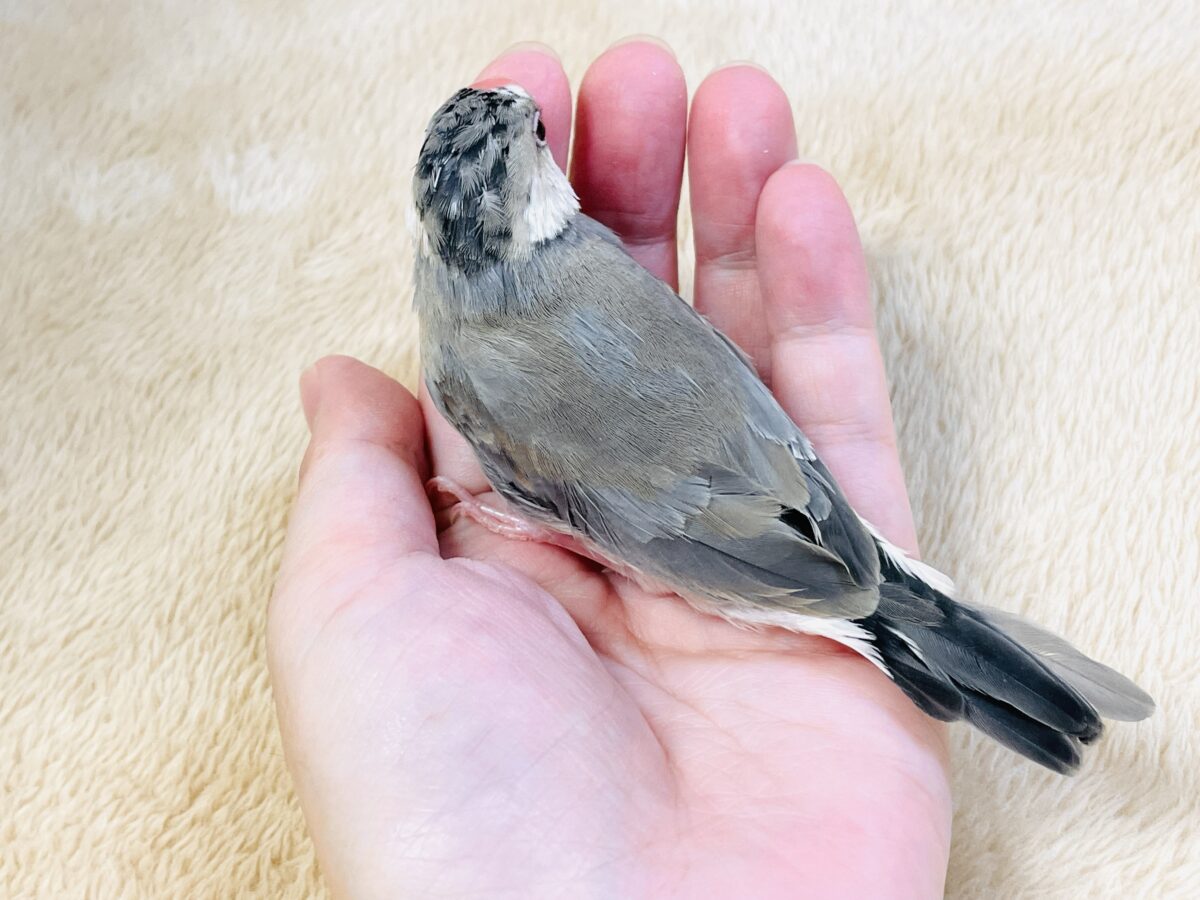 【最新画像更新🪄︎︎✨】すくすく成長中✨桜文鳥ちゃん 桜文鳥