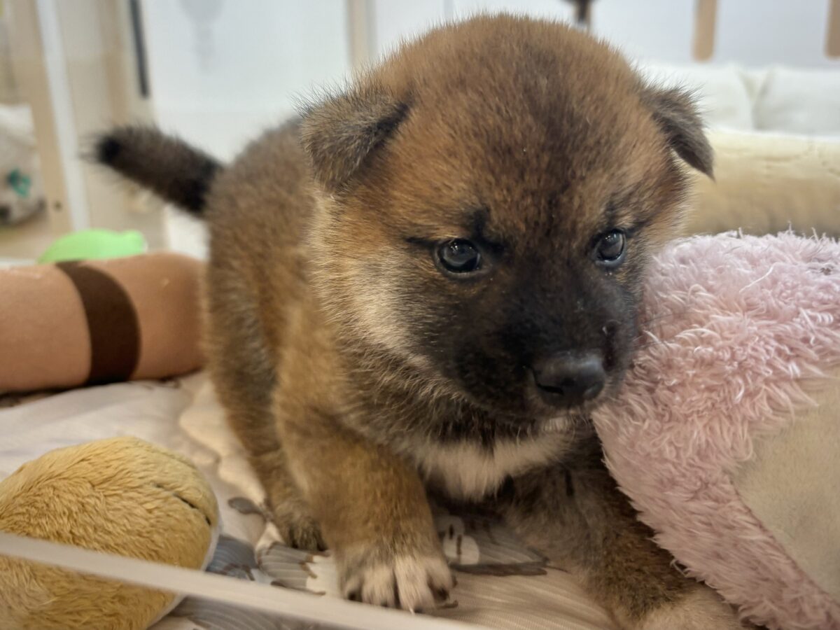 もちもちまんじゅう?柴犬くん! 柴犬