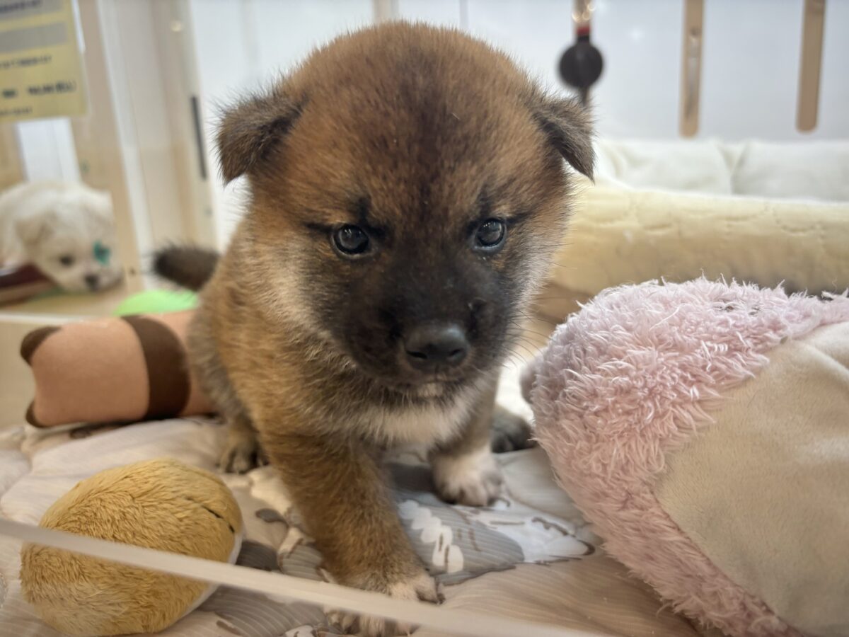 もちもちまんじゅう?柴犬くん! 柴犬