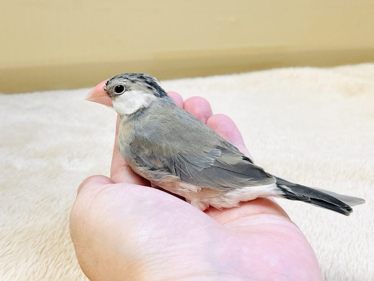 【最新画像更新🪄︎︎✨】すくすく成長中✨桜文鳥ちゃん 桜文鳥