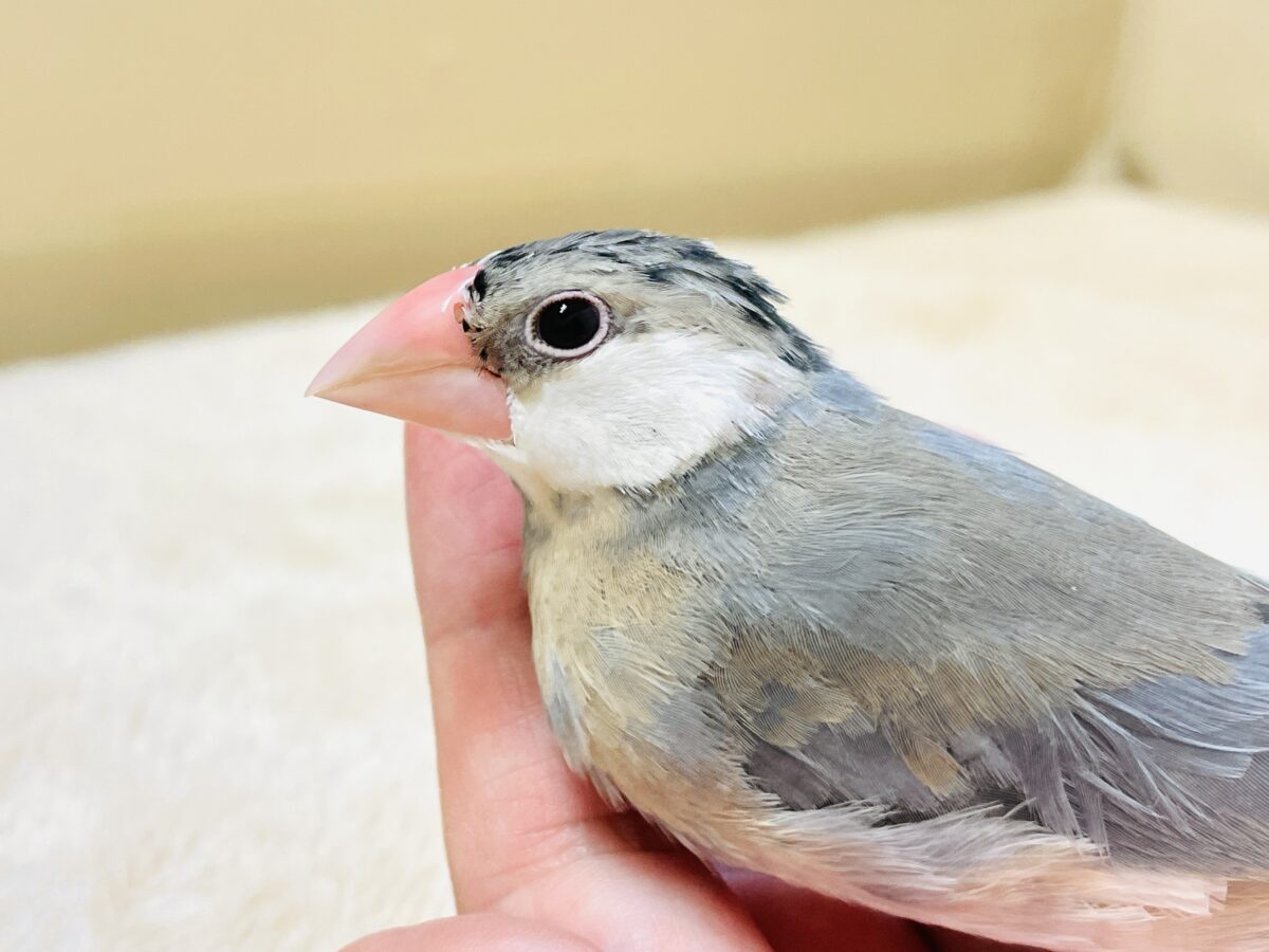 【最新画像更新🪄︎︎✨】すくすく成長中✨桜文鳥ちゃん 桜文鳥