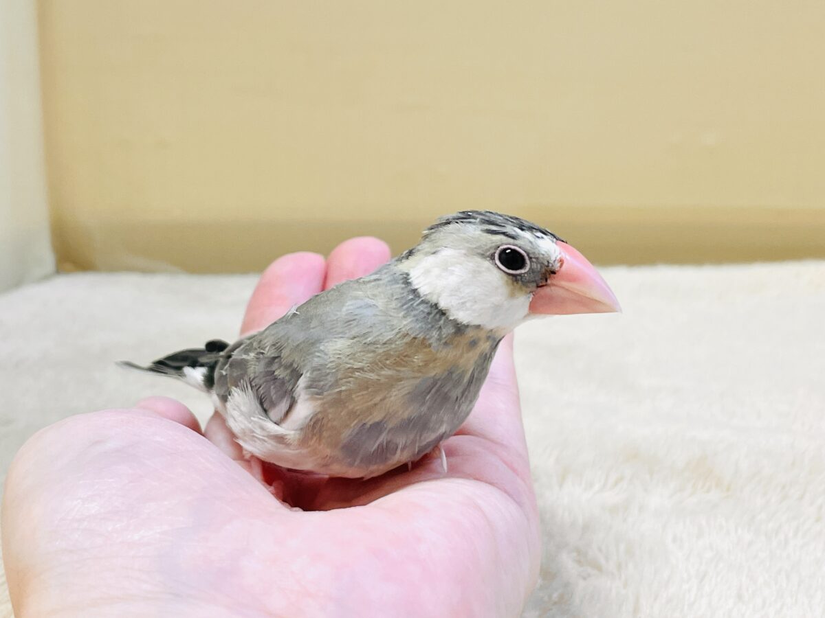 【最新画像更新🪄︎︎✨】すくすく成長中✨桜文鳥ちゃん 桜文鳥
