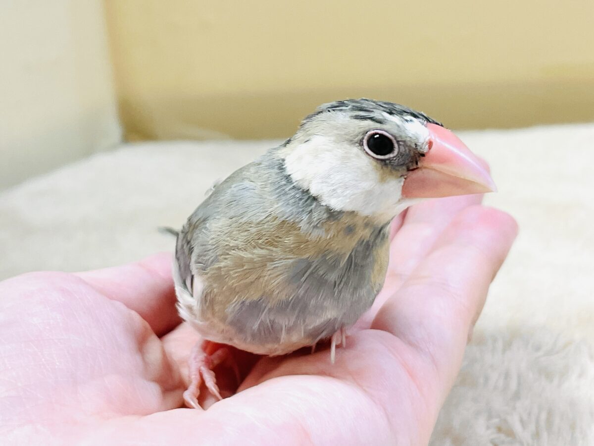 【最新画像更新🪄︎︎✨】すくすく成長中✨桜文鳥ちゃん 桜文鳥