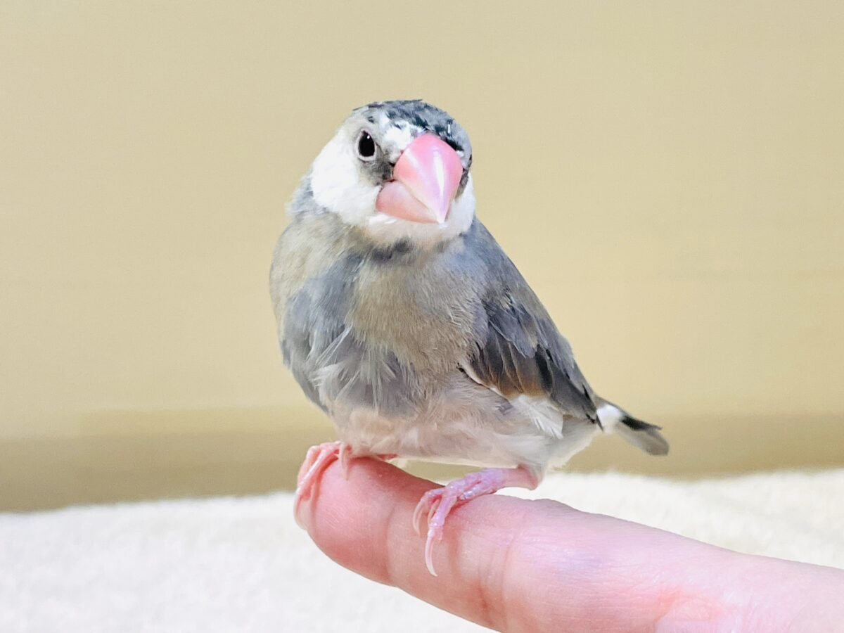 【最新画像更新🪄︎︎✨】すくすく成長中✨桜文鳥ちゃん 桜文鳥