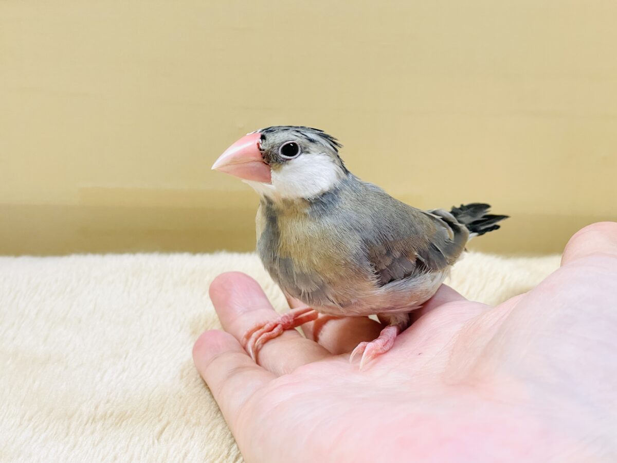 【最新画像更新🪄︎︎✨】すくすく成長中✨桜文鳥ちゃん 桜文鳥