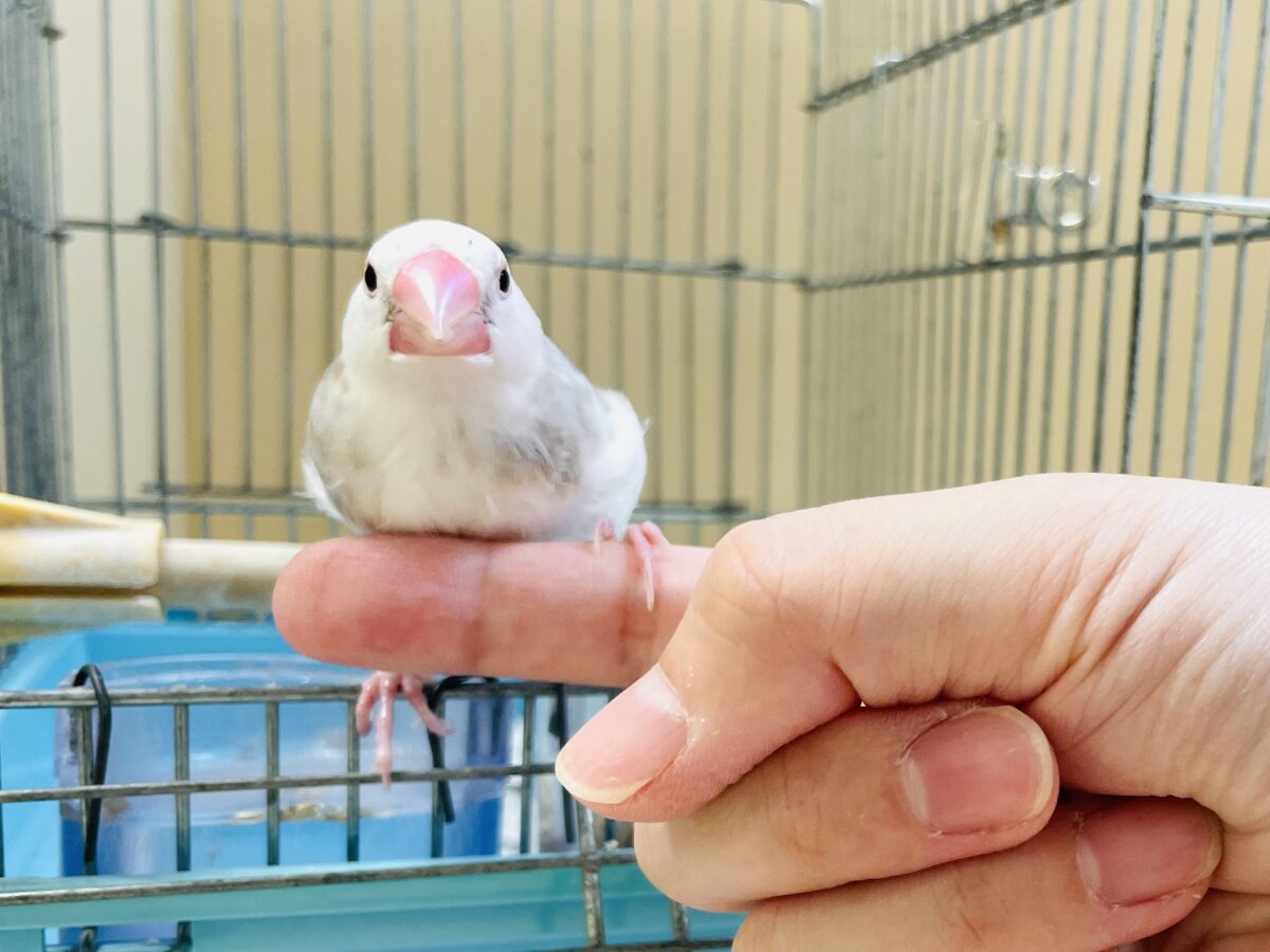 これから真っ白になるよ〜🤍白文鳥ちゃん 白文鳥