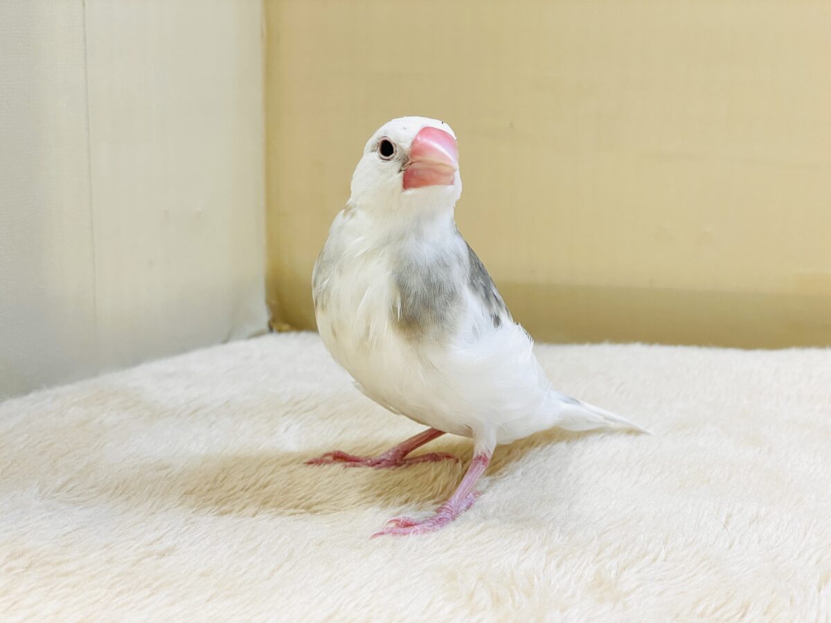 これから真っ白になるよ〜🤍白文鳥ちゃん 白文鳥