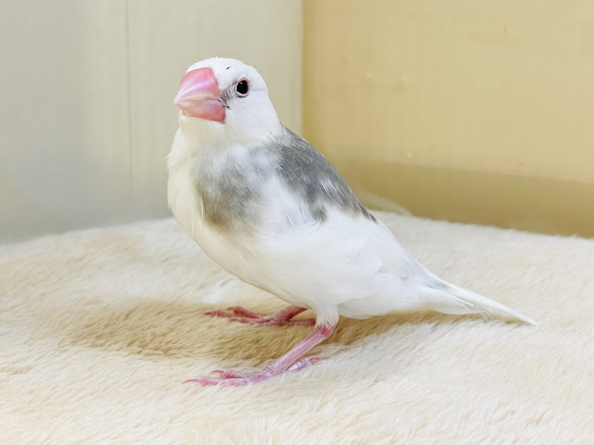 これから真っ白になるよ〜🤍白文鳥ちゃん 白文鳥