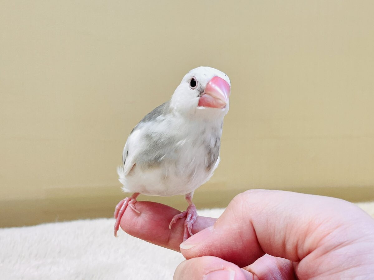 これから真っ白になるよ〜🤍白文鳥ちゃん 白文鳥