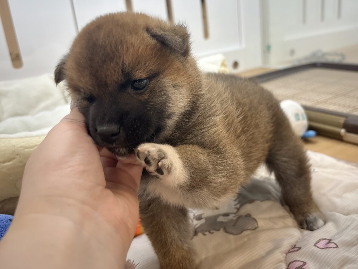 もちもちまんじゅう?柴犬くん! 柴犬