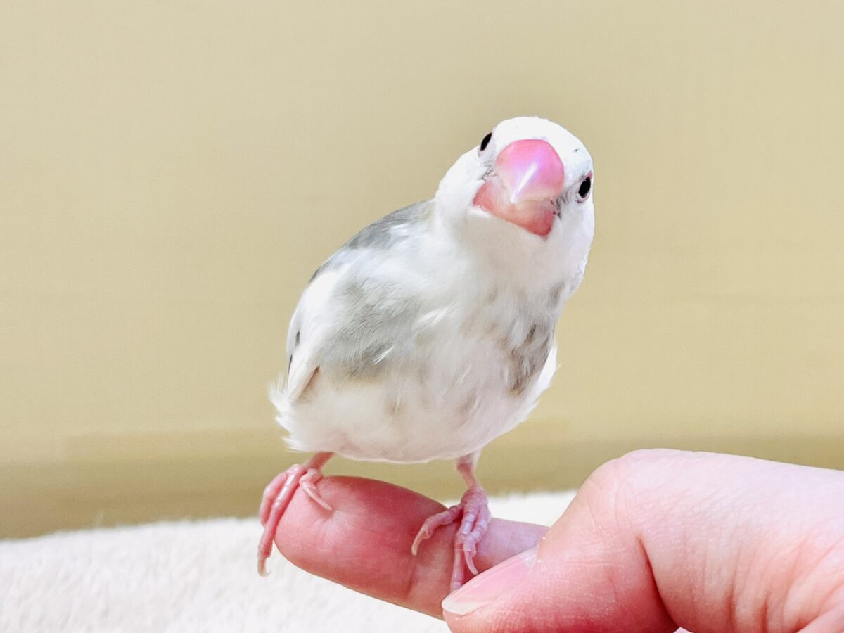 これから真っ白になるよ〜🤍白文鳥ちゃん 白文鳥