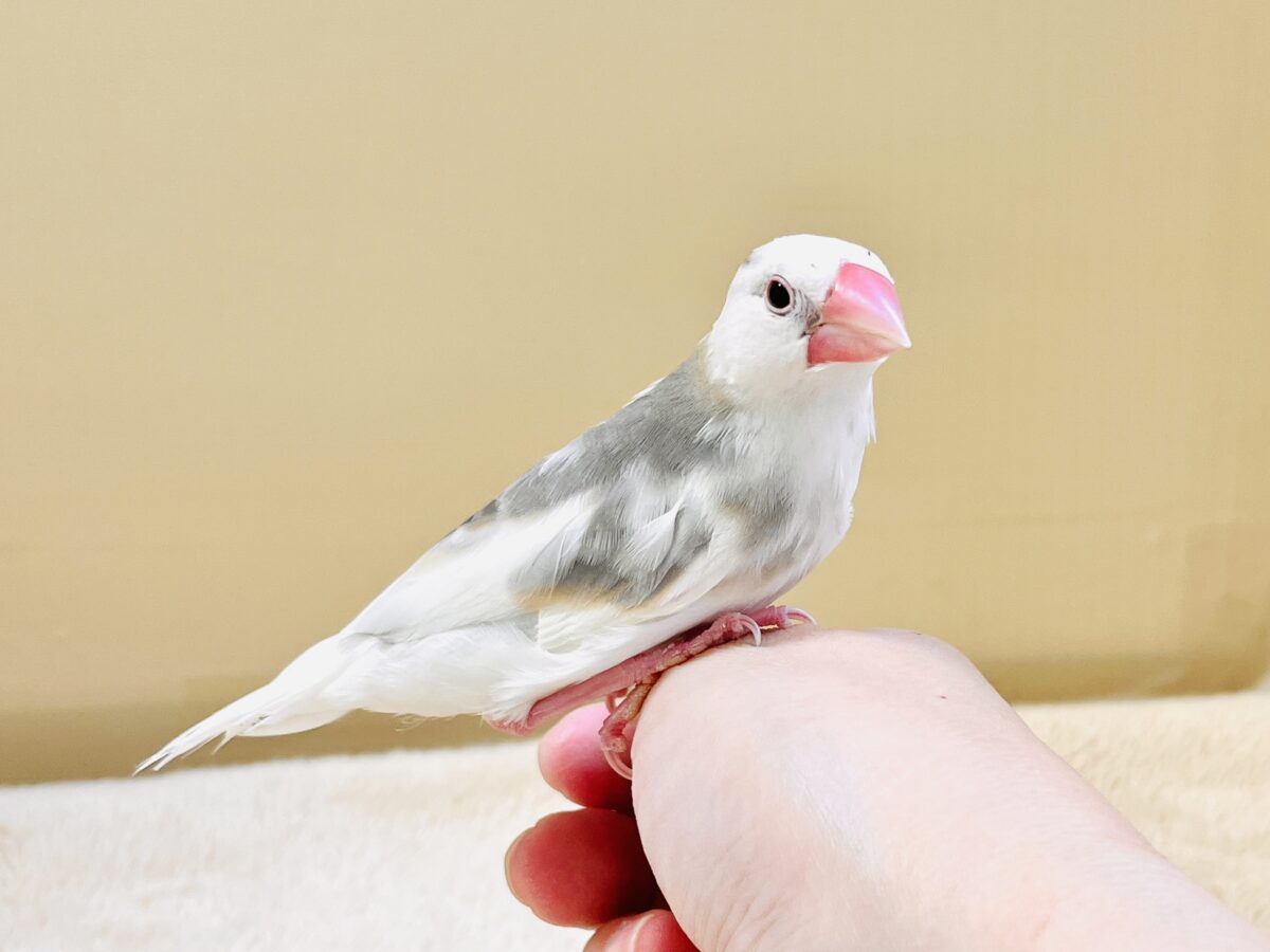 これから真っ白になるよ〜🤍白文鳥ちゃん 白文鳥
