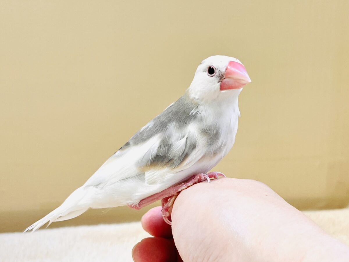 これから真っ白になるよ〜🤍白文鳥ちゃん 白文鳥
