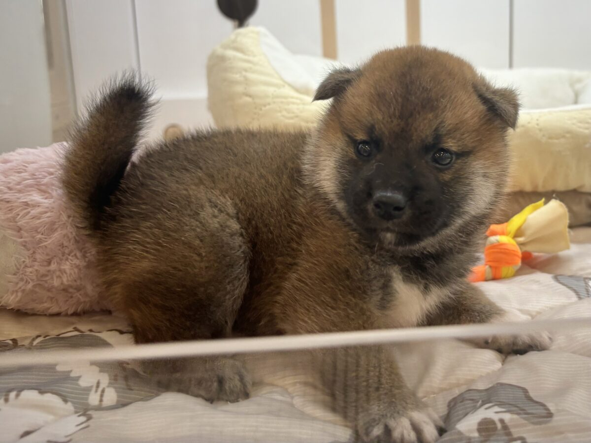 もちもちまんじゅう?柴犬くん! 柴犬