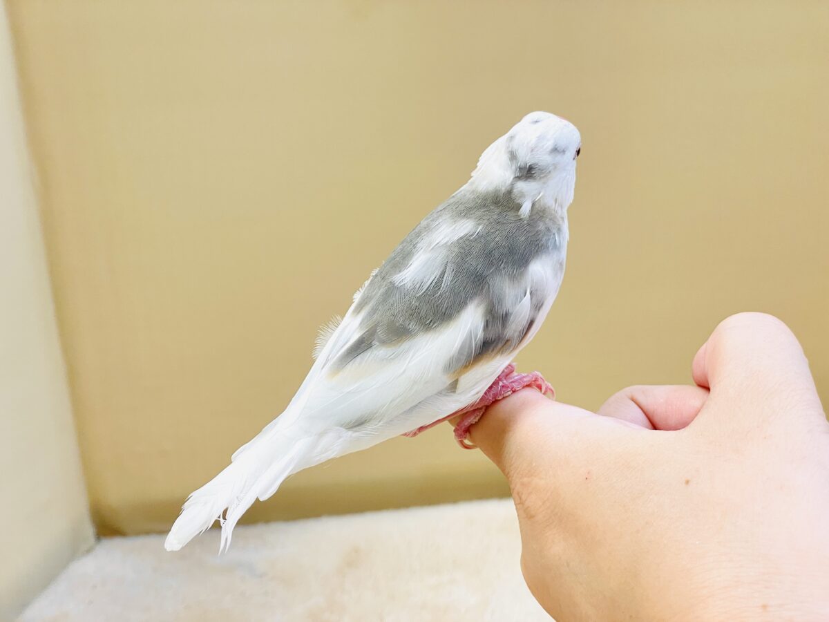 これから真っ白になるよ〜🤍白文鳥ちゃん 白文鳥