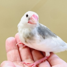 これから真っ白になるよ〜🤍白文鳥ちゃん