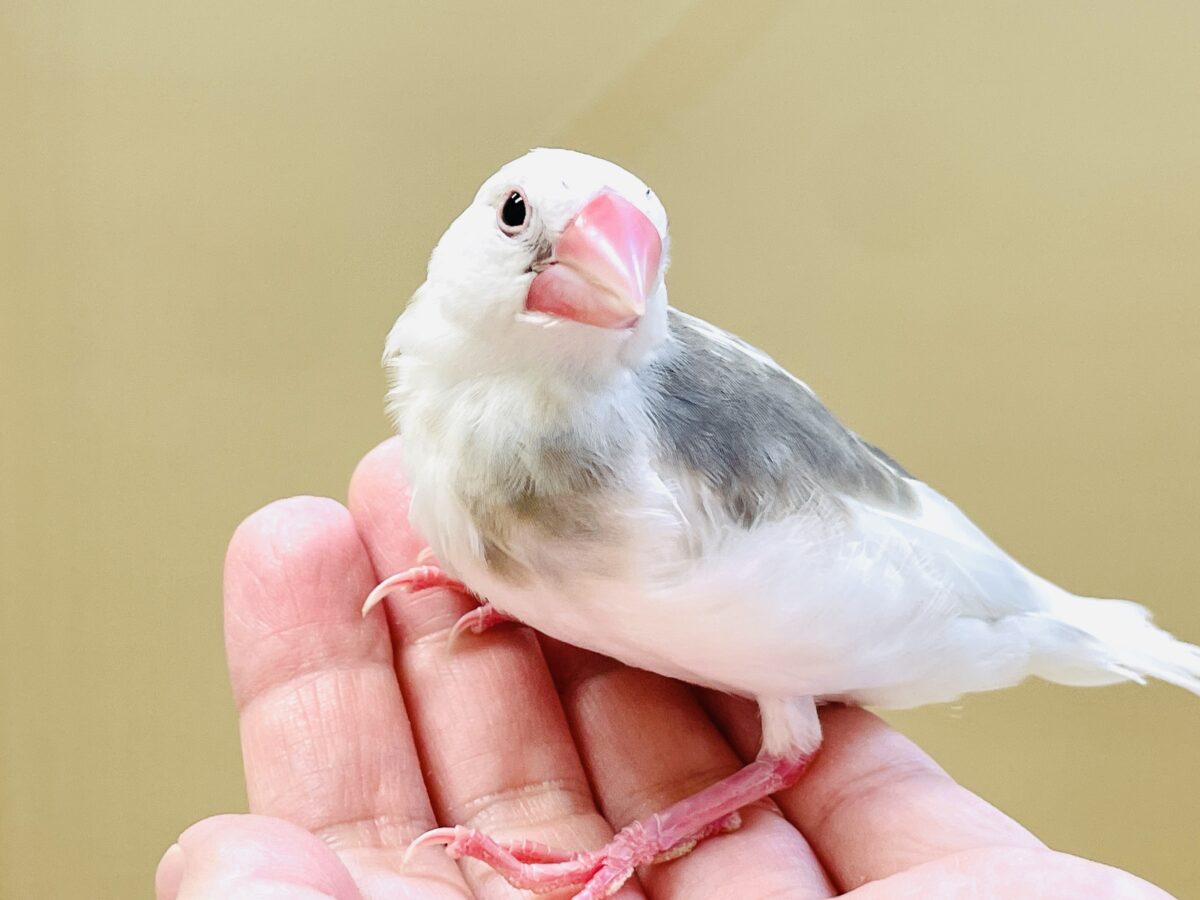 これから真っ白になるよ〜🤍白文鳥ちゃん 白文鳥