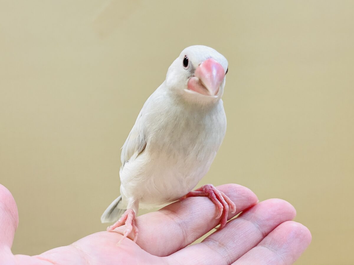 透明感あふれる羽色🩶シルバー文鳥ちゃん シルバー文鳥