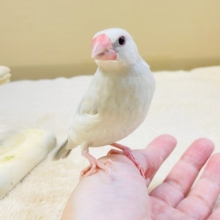 透明感あふれる羽色🩶シルバー文鳥ちゃん