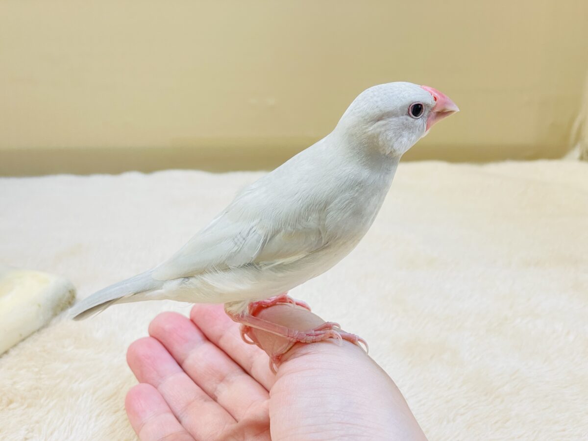 透明感あふれる羽色🩶シルバー文鳥ちゃん シルバー文鳥