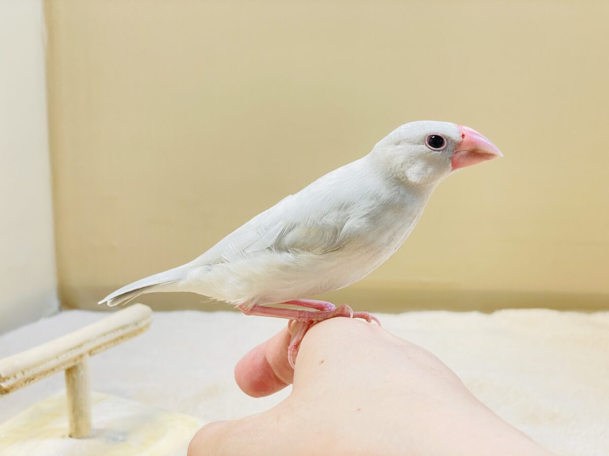 透明感あふれる羽色🩶シルバー文鳥ちゃん シルバー文鳥