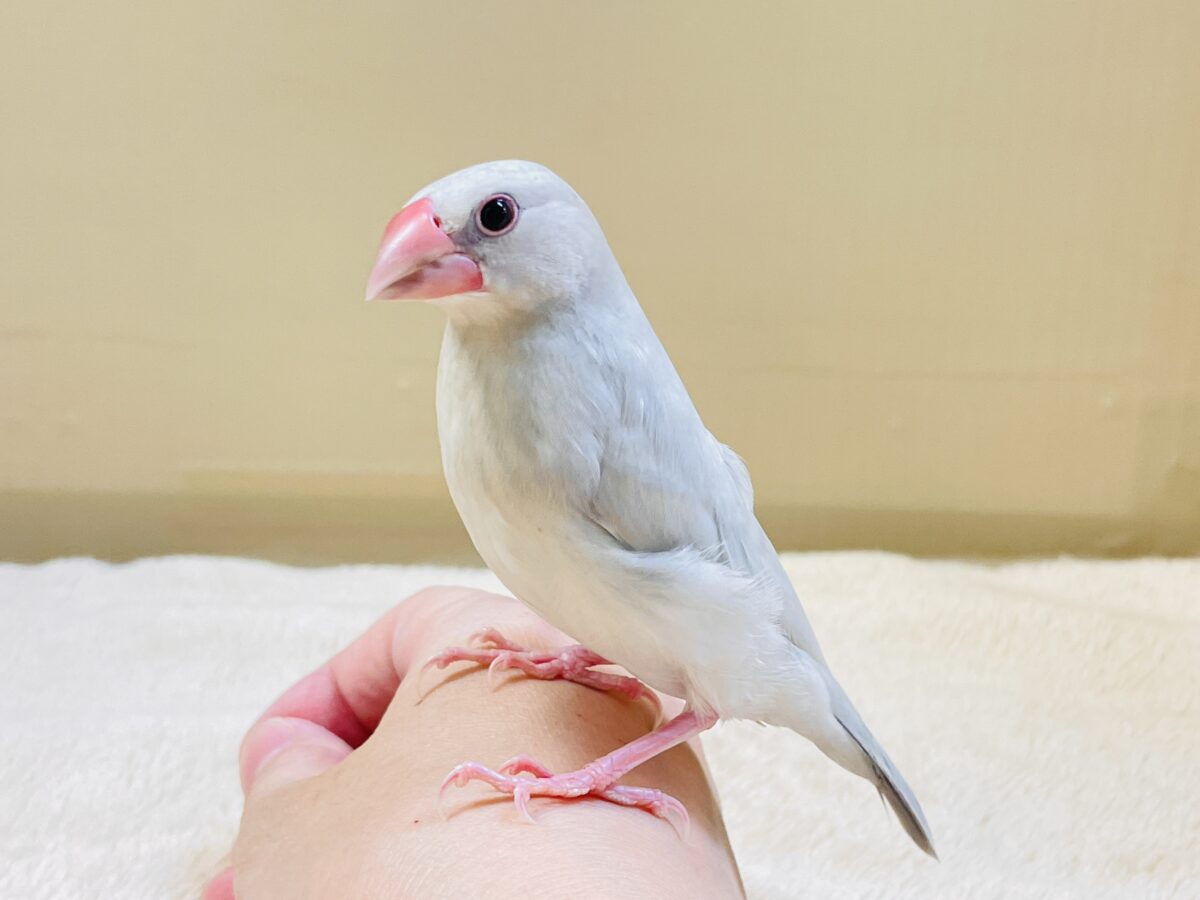 透明感あふれる羽色🩶シルバー文鳥ちゃん シルバー文鳥