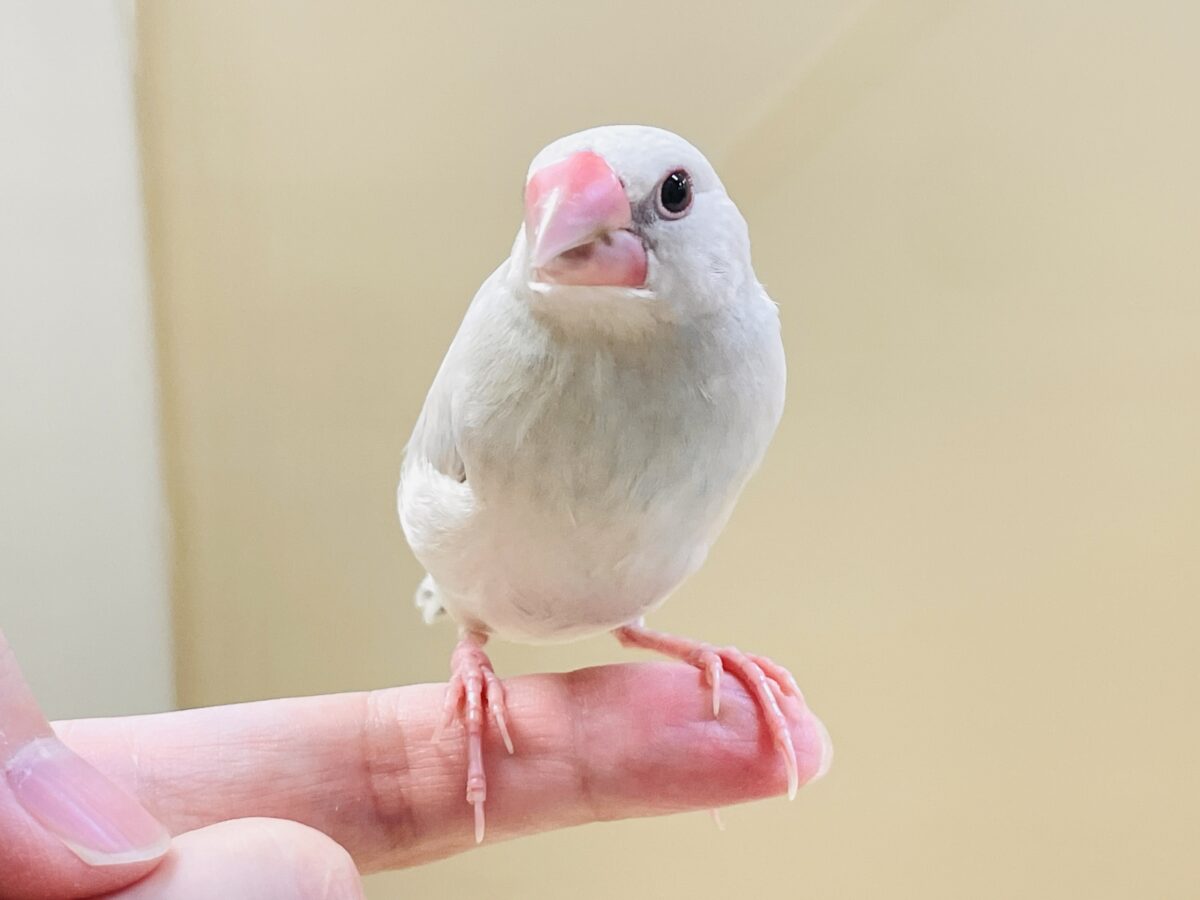 透明感あふれる羽色🩶シルバー文鳥ちゃん シルバー文鳥