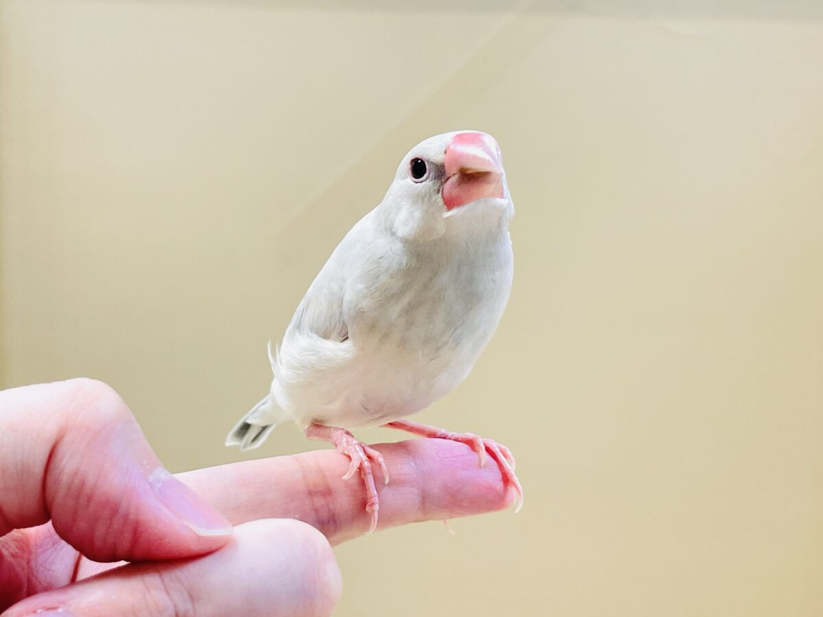 透明感あふれる羽色🩶シルバー文鳥ちゃん シルバー文鳥