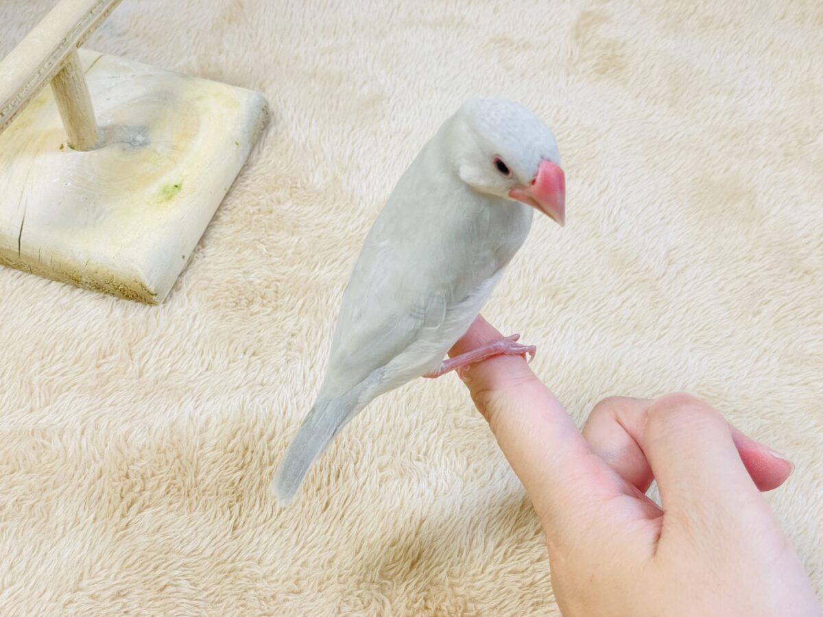 透明感あふれる羽色🩶シルバー文鳥ちゃん シルバー文鳥