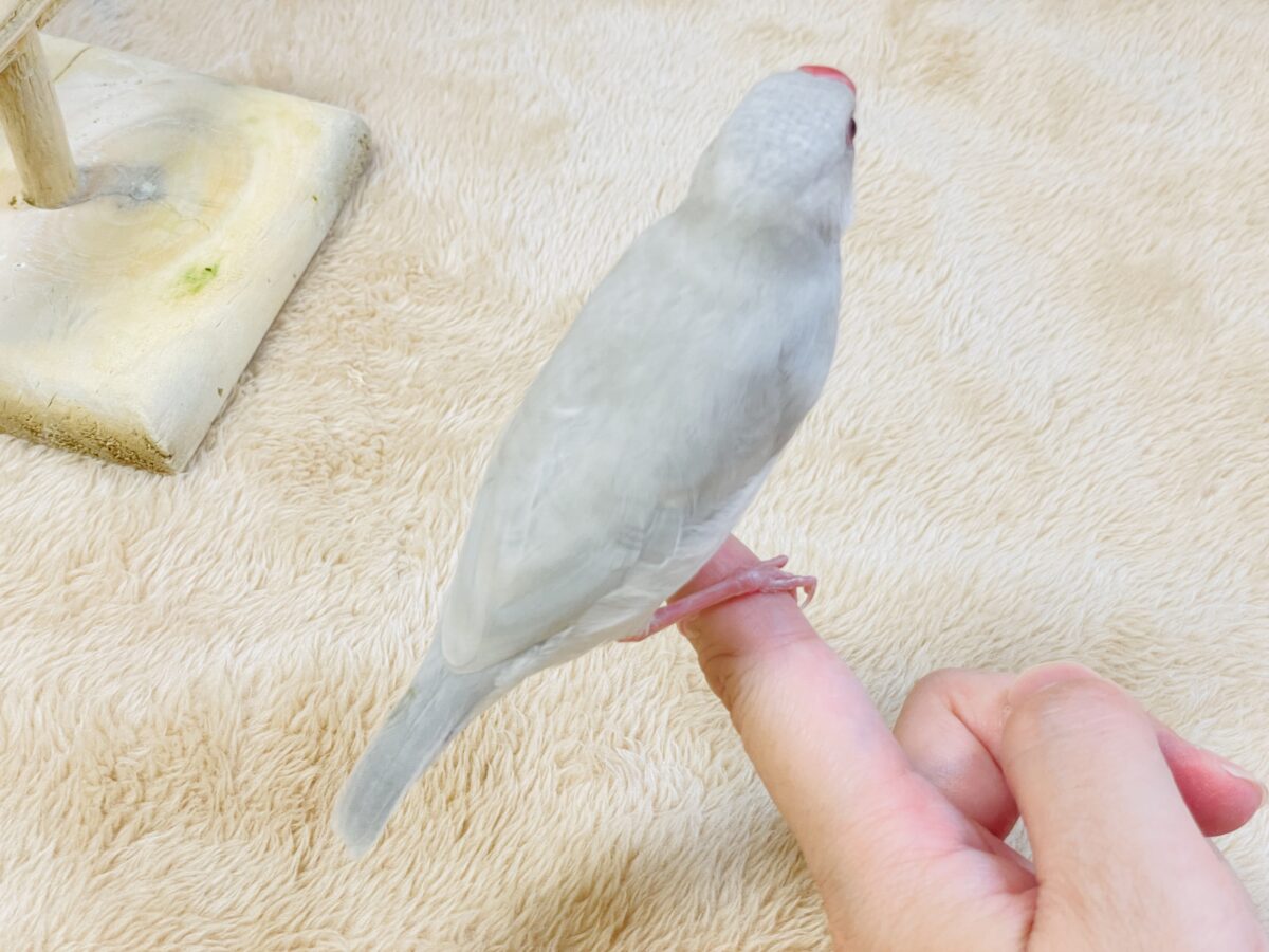 透明感あふれる羽色🩶シルバー文鳥ちゃん シルバー文鳥