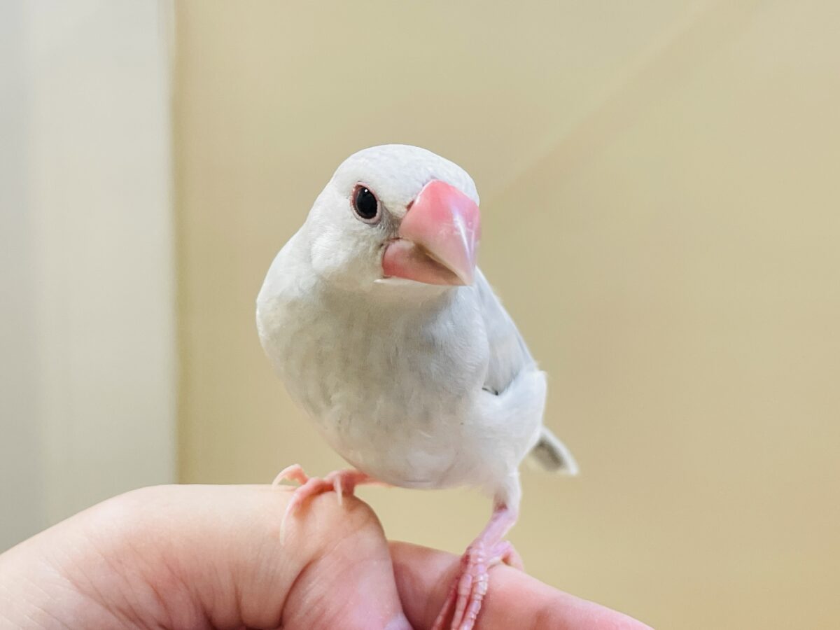 透明感あふれる羽色🩶シルバー文鳥ちゃん シルバー文鳥