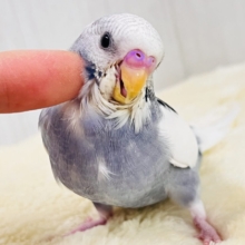 ヴィンテージ感漂う〜👖本能のままに！レアカラー🩶セキセイインコのモーヴパイド🎶