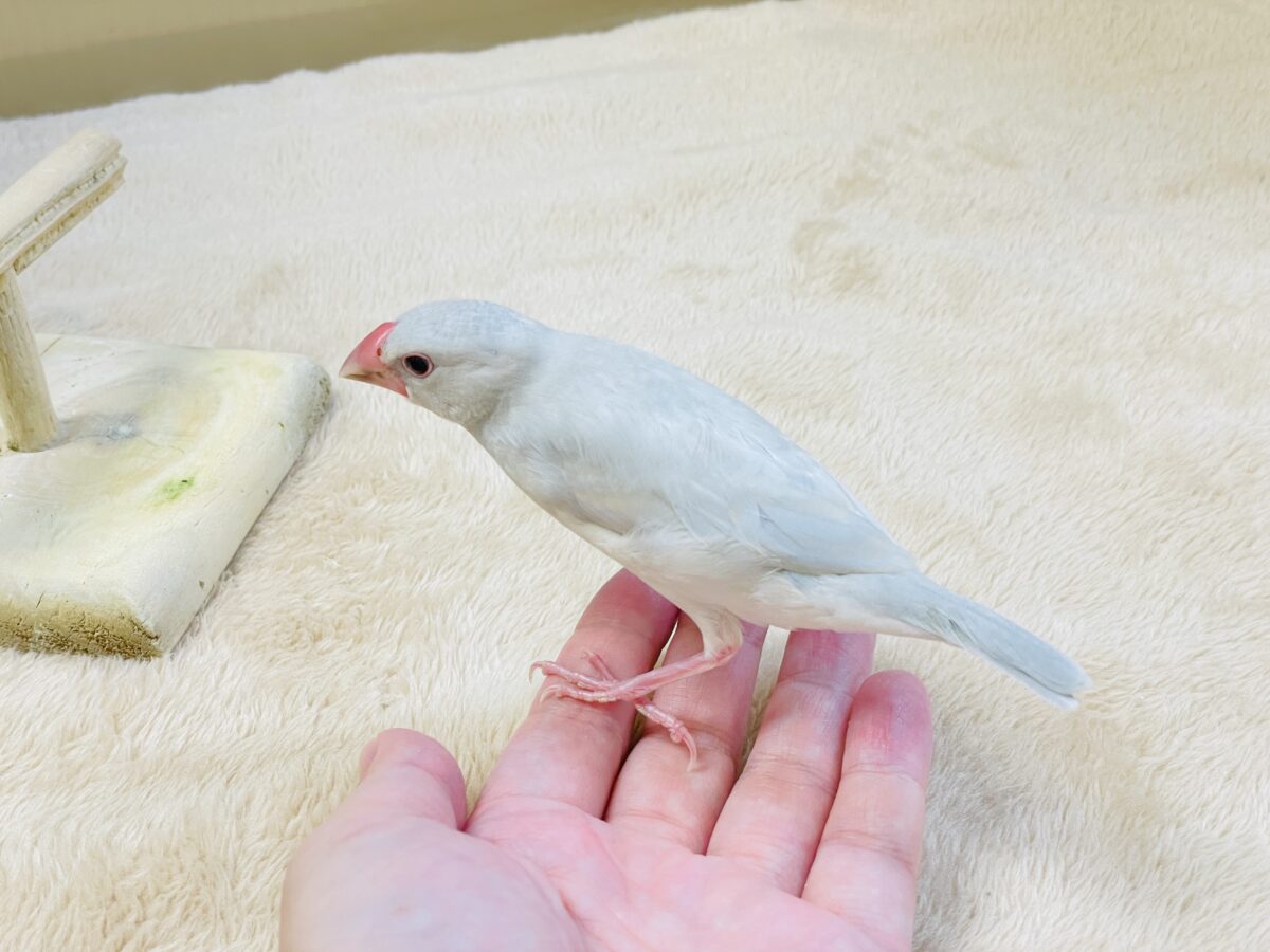 透明感あふれる羽色🩶シルバー文鳥ちゃん シルバー文鳥