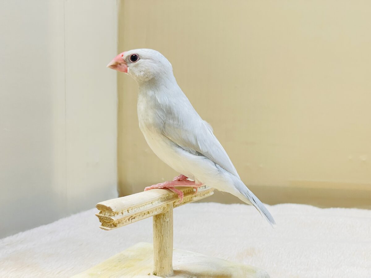 透明感あふれる羽色🩶シルバー文鳥ちゃん シルバー文鳥