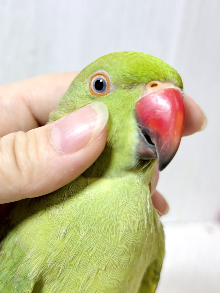 ワカケホンセイインコ（月の輪インコ）