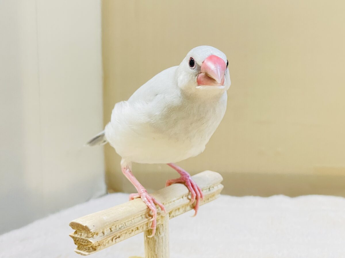 透明感あふれる羽色🩶シルバー文鳥ちゃん シルバー文鳥